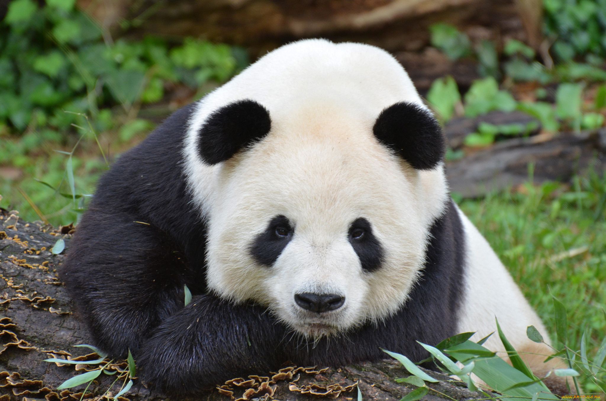 Панда. Панда фото животного. Черная Панда. Грустная Панда.